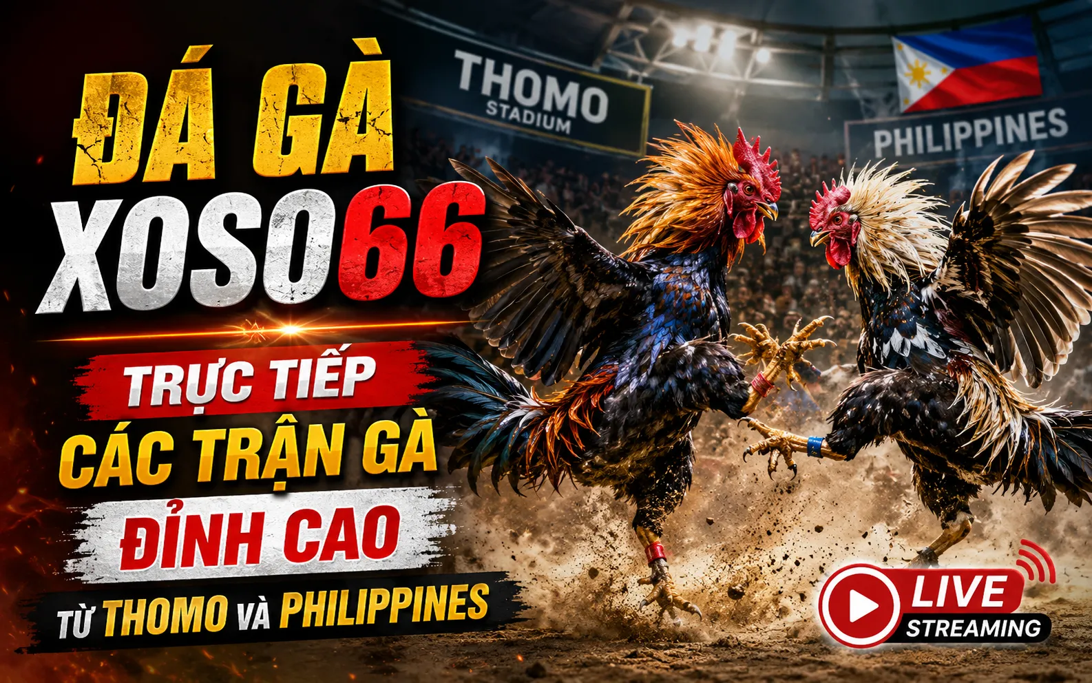 Đá gà Xoso66 – Trực tiếp các trận gà đỉnh cao từ Thomo và Philippines 1 Đá gà Xoso66 – Trực tiếp các trận gà đỉnh cao từ Thomo và Philippines